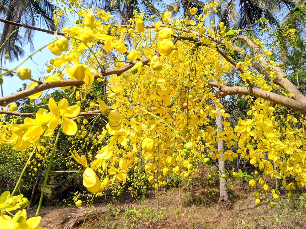 Golden shower tree