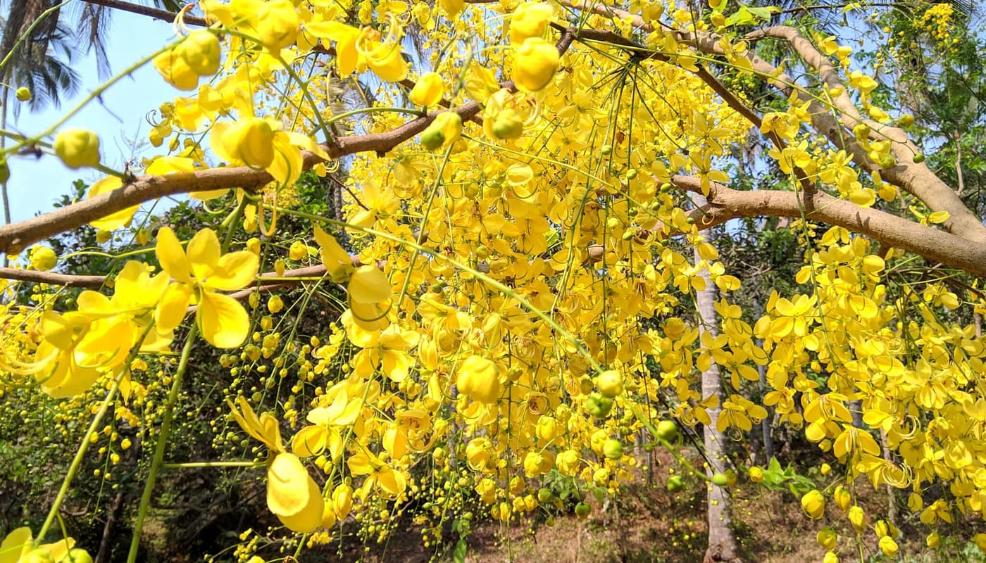 Golden shower tree