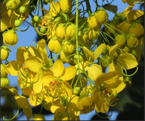Cassia abbreviata (Long-tail cassia)