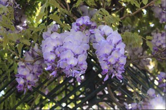 Healing Plants from the Fabaceae (Legume) Family and Their Medicinal Value