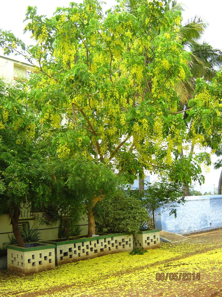 golden shower tree