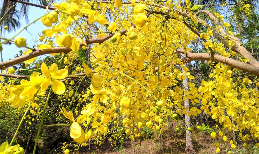 Golden Shower Tree (Rajvriksha)-Amaltas Health & Hair Benefits